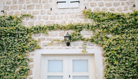 Top 5 climbers to grow