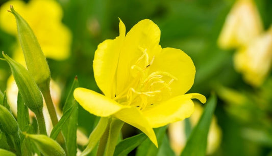 Top 5 drought tolerant plants