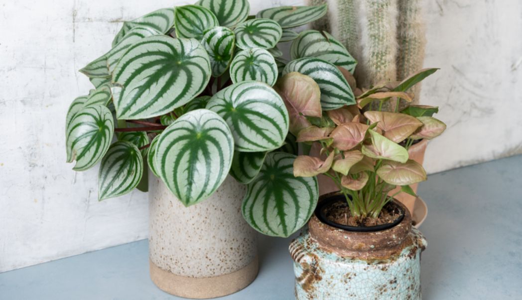 Top 5 rare and unusual houseplants