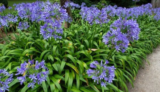 Top 9 summer bulbs to buy now