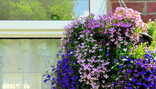 Watering hanging baskets