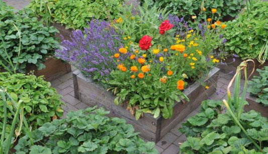 What to plant in the kitchen garden in March