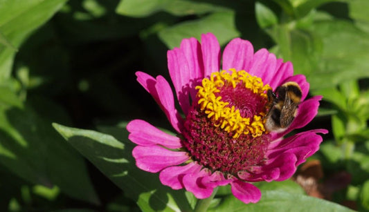 Why are pollinators so important?