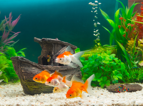 Looking for aquatics near Welsh Harp Nature Reserve? Visit Birchen Grove Garden Centre for a great range of aquatics such as Koi, electronics, supplies, fish, aquariums and many more!