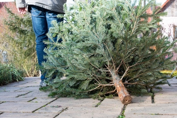 5 ways to recycle your Christmas tree