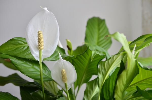 8 great indoor plants for dark rooms