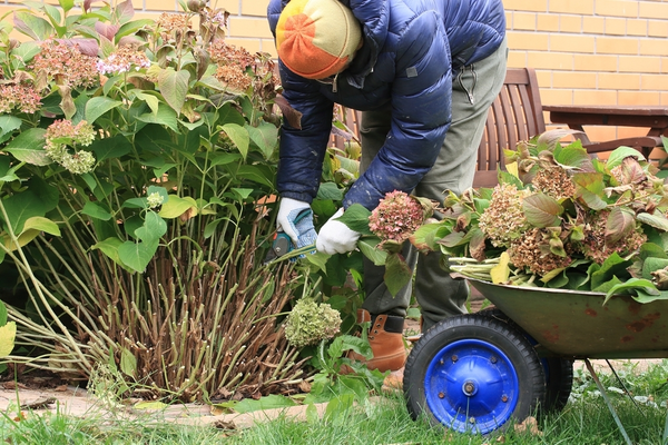 Autumn's garden preparation