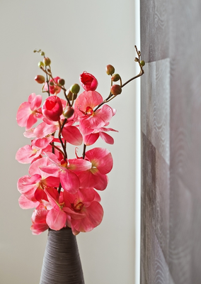 Beginners’ guide to interior design with orchids