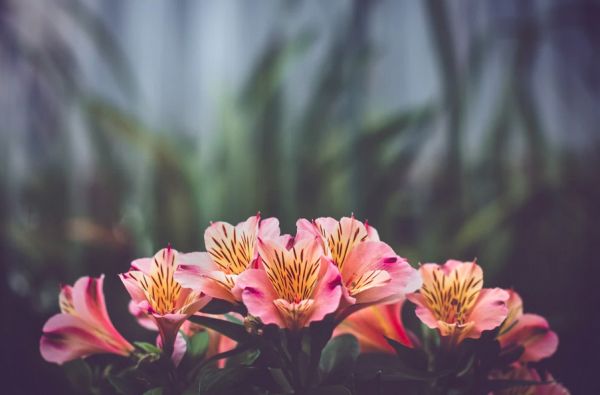 Flower of the month: Alstroemeria