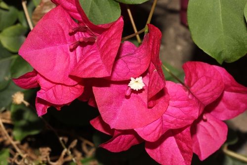 Garden plant of the moment: Bougainvillea