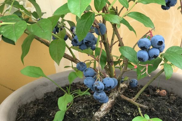 Growing fruit in pots