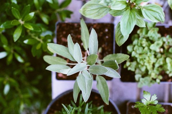 Guide to starting a herb garden