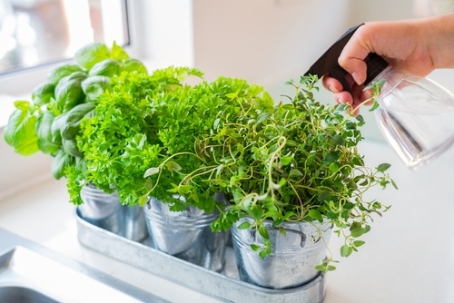 How to grow herbs indoors