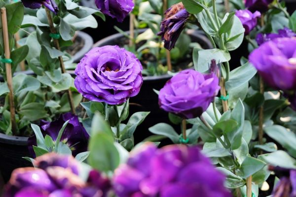 Lisianthus: flower of the moment