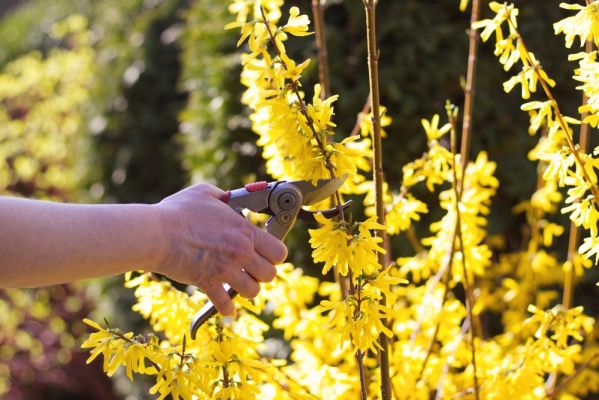 Pruning climbers and shrubs