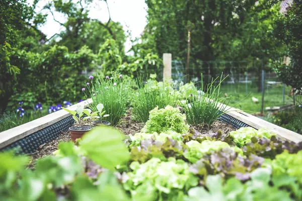 Sustainable kitchen garden ideas