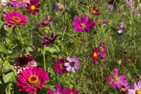 The nation’s favourite summer bedding plants have been named