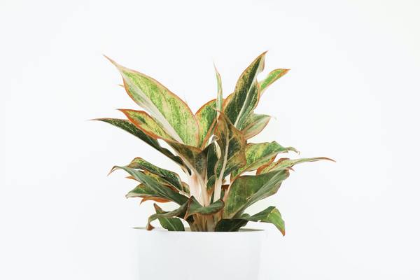 Tips to keep your houseplants healthy