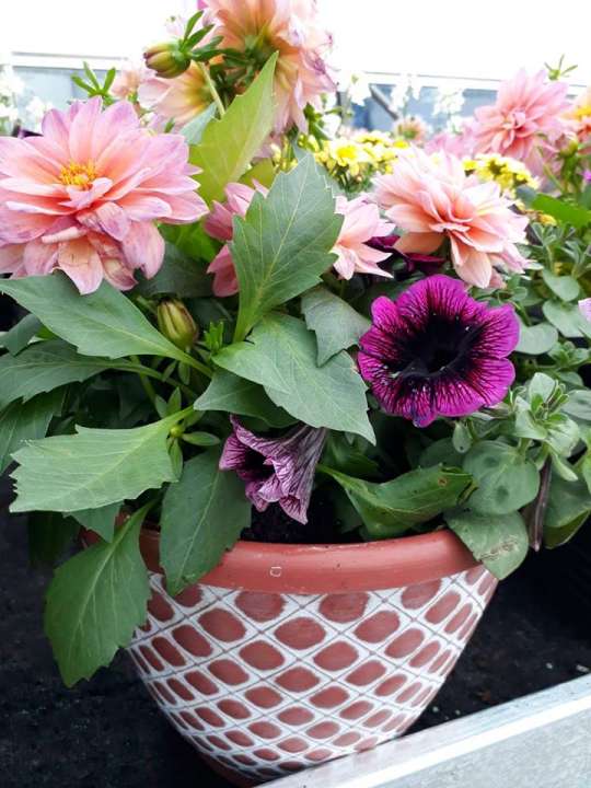 Looking for outdoor plants near Wembley? Visit Birchen Grove Garden Centre for a great range of outdoor plants such as flowering plants, grow-your-own vegetables, trees and shrubs, herbs and much more!